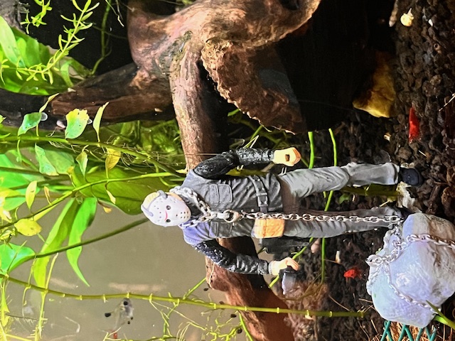 Blue Beta in planted Tank